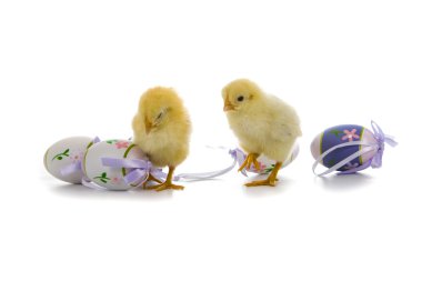 Sarı tavuk ve yumurta 