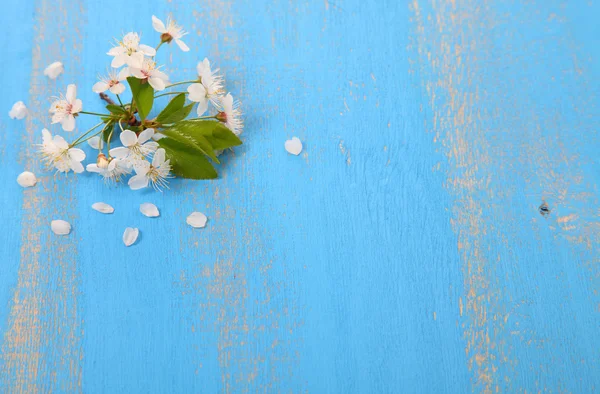 Fleurs blanches de cerisier gros plan — Photo