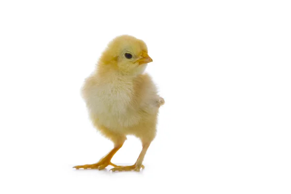 Gele kip op een witte achtergrond — Stockfoto