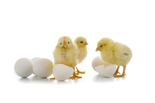 Poulets jaunes et oeufs de Pâques — Photo