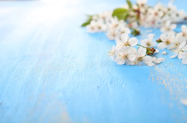 Τα άσπρα λουλούδια κεράσι closeup — Φωτογραφία Αρχείου