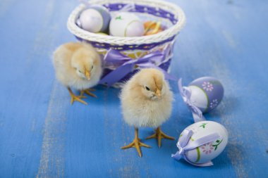 Sarı tavuk ve yumurta 