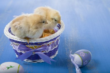 Sarı tavuk ve yumurta 