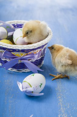 Sarı tavuk ve yumurta 