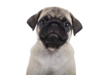 Beyaz arka planda küçük bir köpek yavrusu