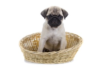 Sepette küçük bir köpek yavrusu