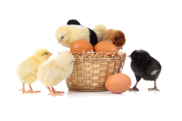 Pollos amarillos y huevos de Pascua —  Fotos de Stock