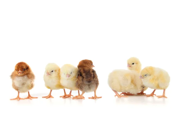 Gele kippen op een witte achtergrond — Stockfoto