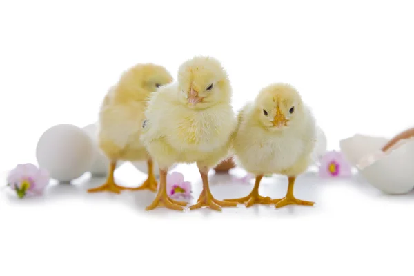 Yellow chickens and easter eggs — Stock Photo, Image