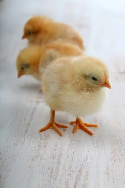 Žlutá kuřata na lehké dřevěné pozadí — Stock fotografie