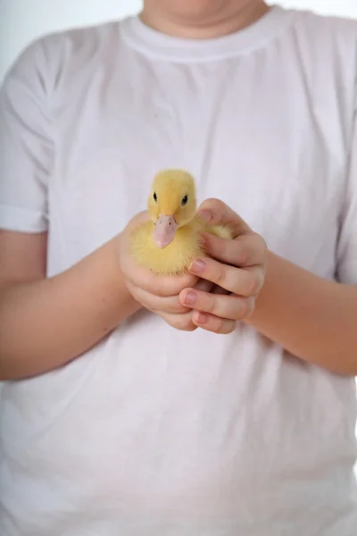 El niño sostiene un patito amarillo —  Fotos de Stock