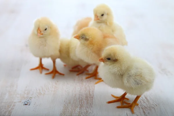 Pollos amarillos sobre un fondo de madera claro —  Fotos de Stock