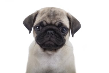 Küçük yavru köpek pug