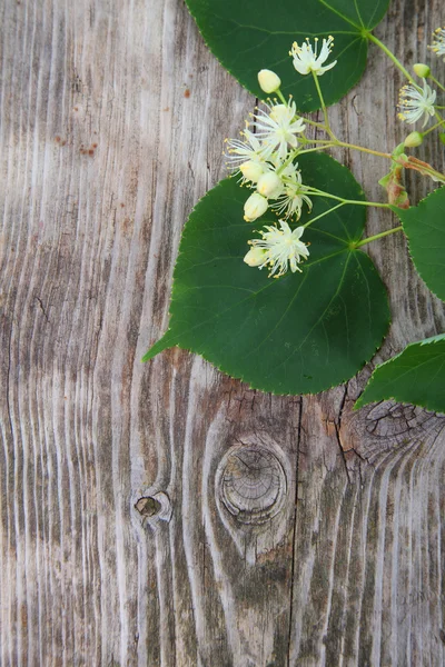 Linden blommor på träbord — Stockfoto