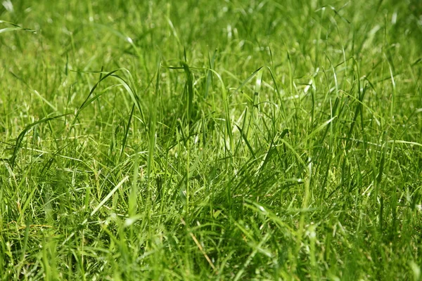 Primeros planos de hierba verde —  Fotos de Stock