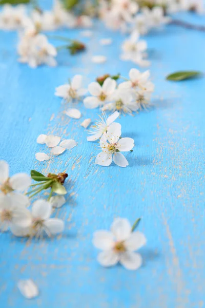 Άνθη της κερασιάς σε ξύλινα φόντο — Φωτογραφία Αρχείου
