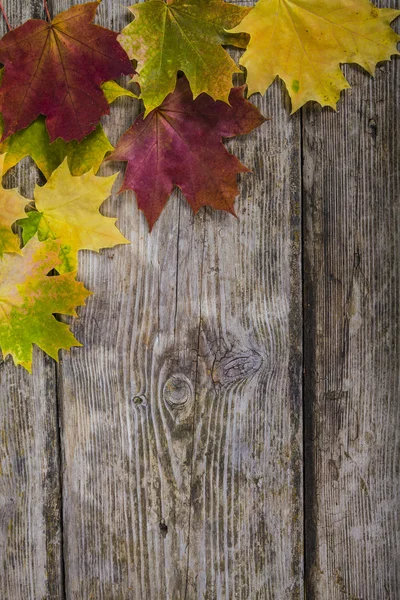 木製の背景の秋のカエデを葉します。 — Stock fotografie