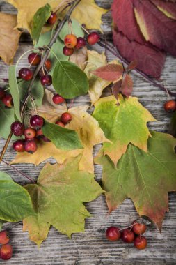 Sonbahar akçaağaç yaprakları ve elma