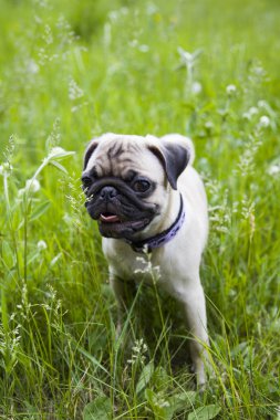 Küçük yavru köpek pug yeşil çimenlerin üzerinde