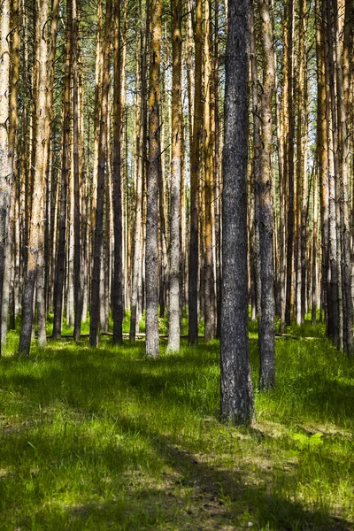 Tallskogen i solig dag — Stockfoto