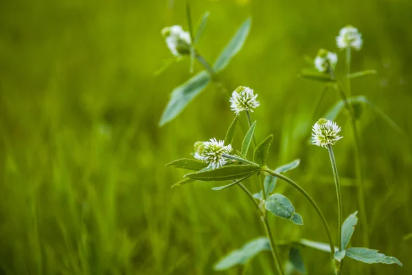 Weiße Blumen auf einer Wiese — Stockfoto