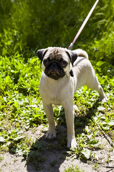 Malé štěně Mops na zelené trávě — Stock fotografie