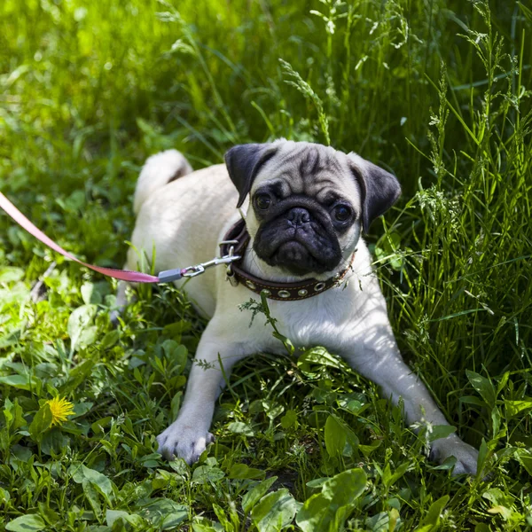 Malé štěně Mops na zelené trávě — Stock fotografie