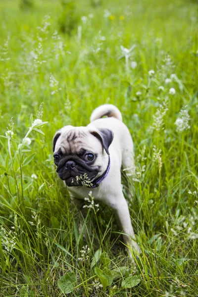 Mops małego szczeniaka na zielonej trawie — Zdjęcie stockowe