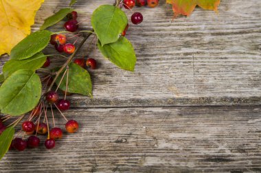 Sonbahar akçaağaç yaprakları ve elma  