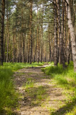 çam ormanı içinde yaz gün