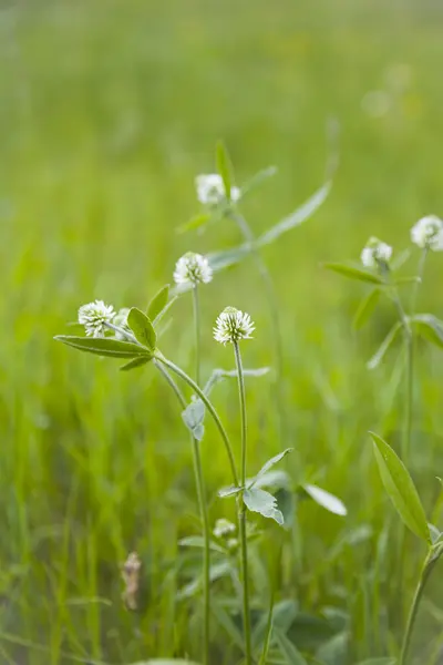 Bunga putih di padang rumput — Stok Foto