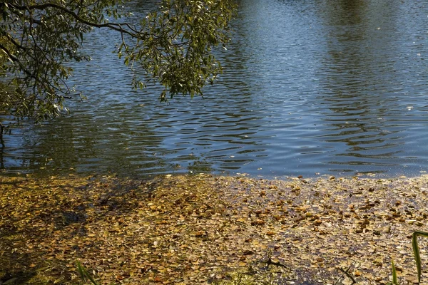 Gevallen bladeren in de herfst vijver — Stockfoto