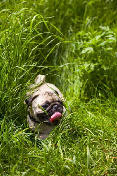 Small puppy pug  on the grass