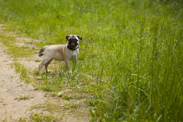Cãozinho pequeno pug na grama — Fotografia de Stock