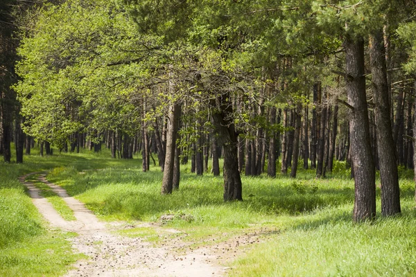 Tallskogen i sommardag — Stockfoto