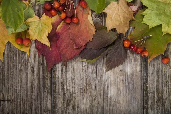 Autumn maple leaves and apples — Stock Photo, Image