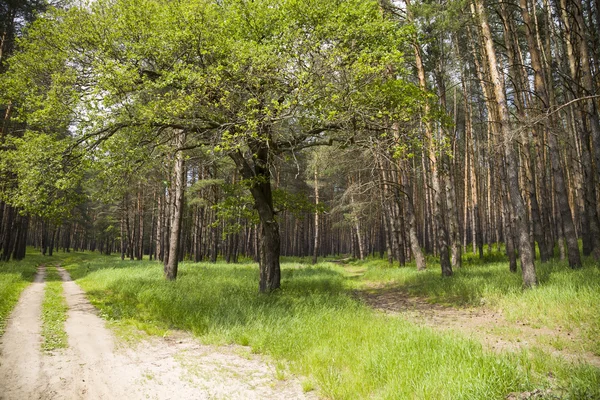 Сосновый лес в летний день — стоковое фото