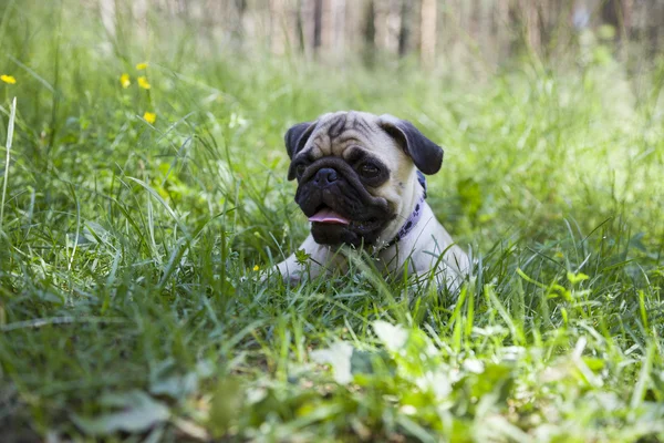 Piccolo cucciolo di carlino sull'erba — Foto Stock