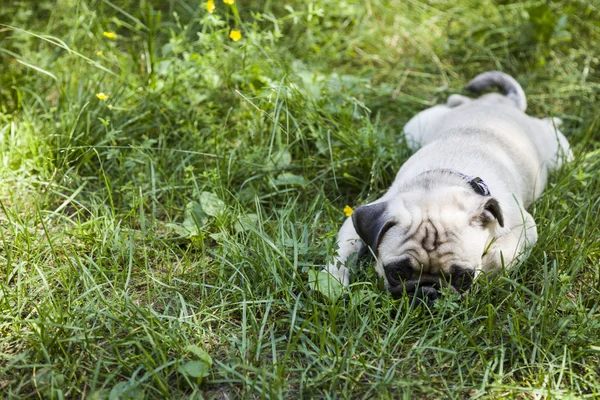 Small puppy pug  on the grass