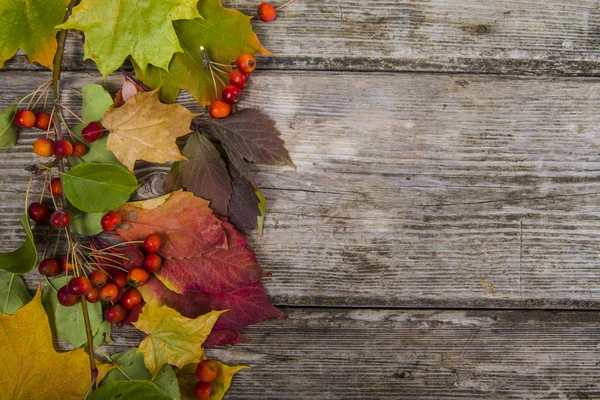 Sonbahar akçaağaç yaprakları ve elma  