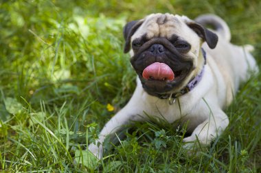 Küçük yavru köpek pug yeşil çimenlerin üzerinde