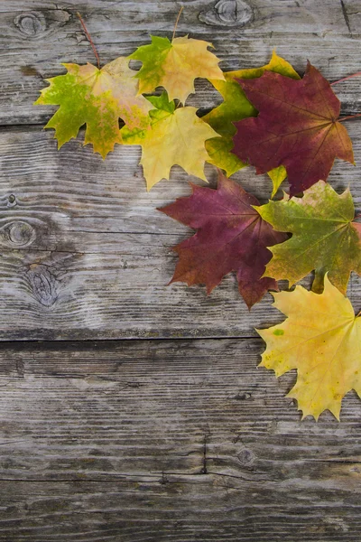 Autumn maple leaves — Stock Photo, Image