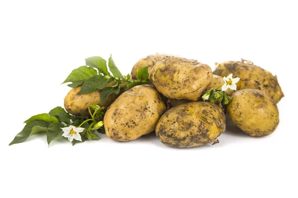 Πρώτων πατάτες με φύλλα — Φωτογραφία Αρχείου