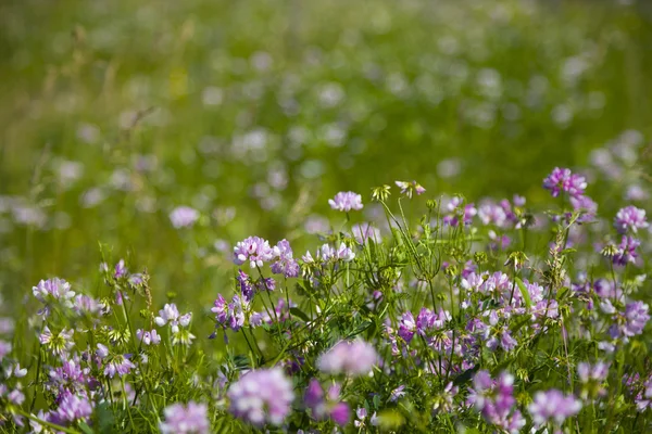 粉色的花在草地上 — 图库照片