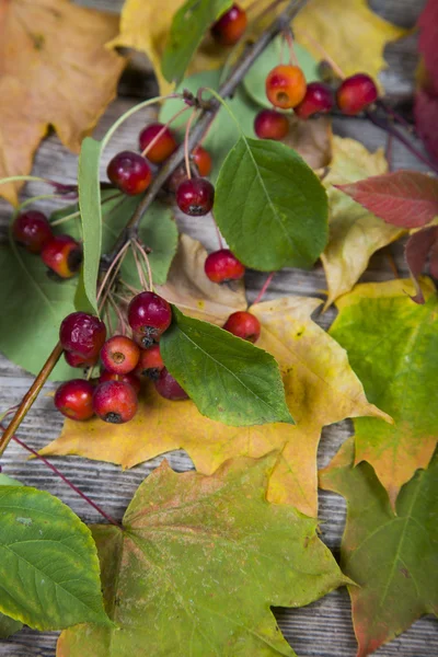 Осенние листья клена и яблоки — стоковое фото
