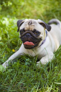 Küçük yavru köpek pug yeşil çimenlerin üzerinde