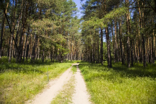 Tallskogen i solig sommardag — Stockfoto