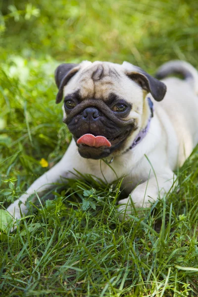 Malé štěně Mops na zelené trávě — Stock fotografie