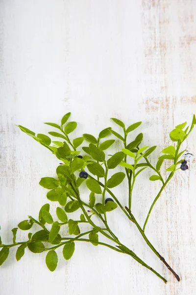 Blueberries on a branch — Stock Photo, Image