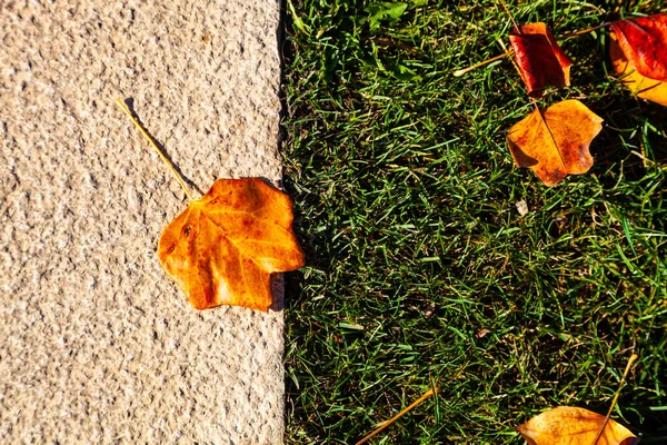 Осенние Листья Лужайке Тропинка Парке Осенний Пейзаж — стоковое фото
